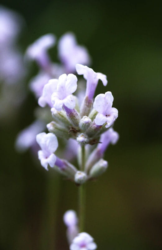 Lavendel 'Rosea' • Lavandula angustifolia 'Rosea' Ansicht 2