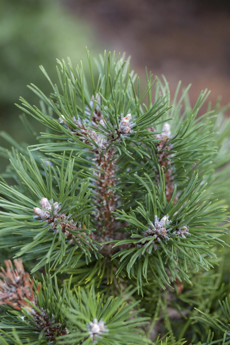 Kiefer 'grüne Welle' • Pinus uncinata 'Grüne Welle' Ansicht 1