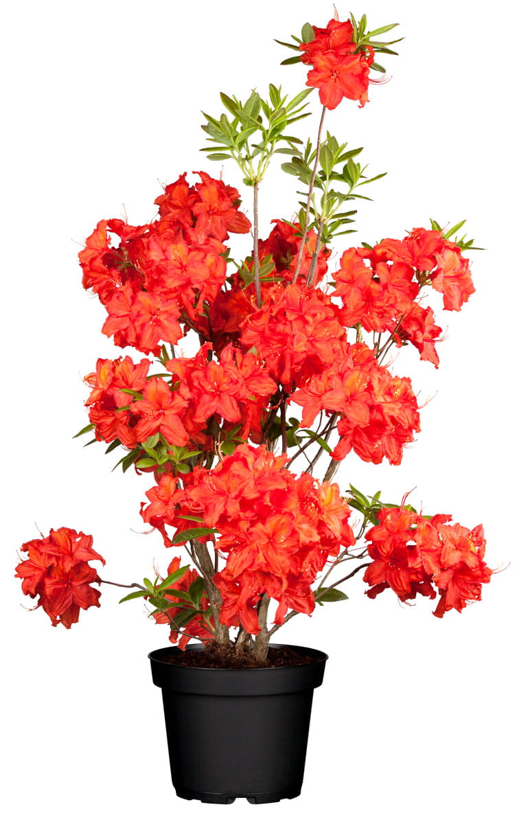 Sommergrüne Azalee 'Feuerwerk' • Rhododendron luteum 'Feuerwerk'