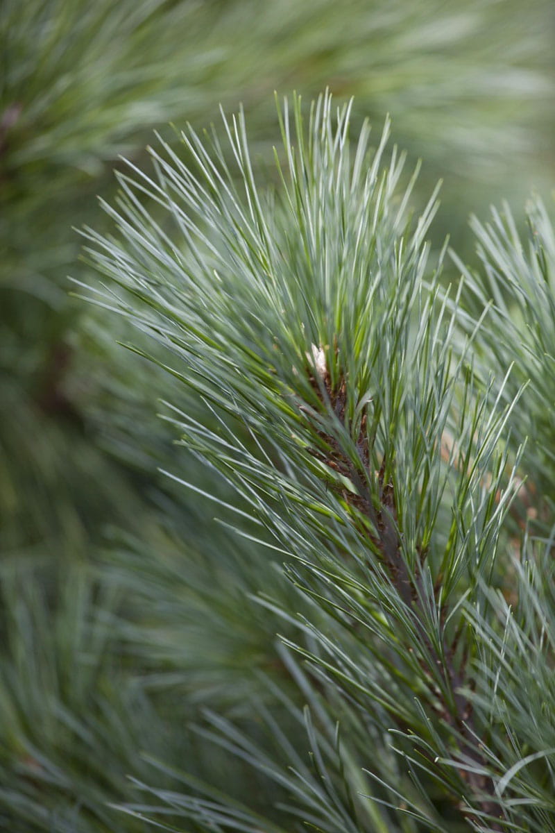 Weymouth-Kiefer • Pinus strobus Ansicht 3
