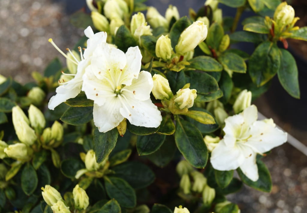 Japanische Azalee 'Maischnee' • Rhododendron obtusum 'Maischnee'