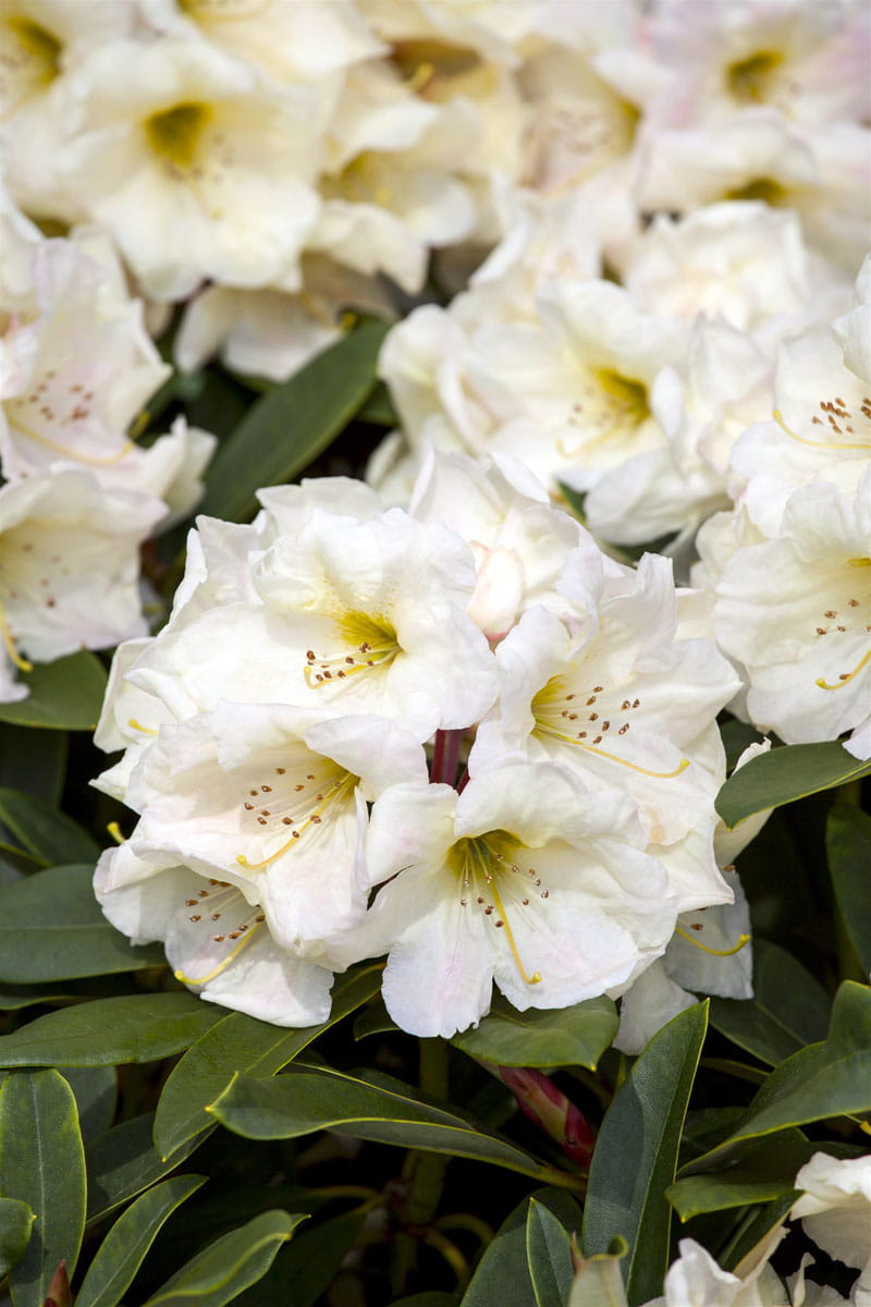 Rhododendron 'Golden Melodie' • Rhododendron yakushimanum 'Golden Melodie' Ansicht 1