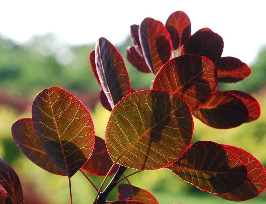 Roter Perückenstrauch 'Royal Purple' • Cotinus coggygria 'Royal Purple' Ansicht 3