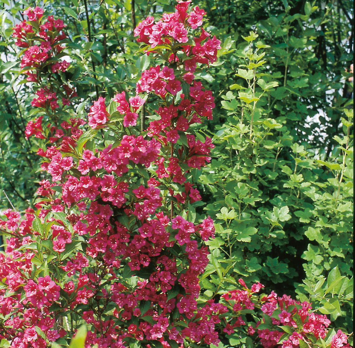 Weigelie 'Red Prince' • Weigela florida 'Red Prince' Ansicht 4
