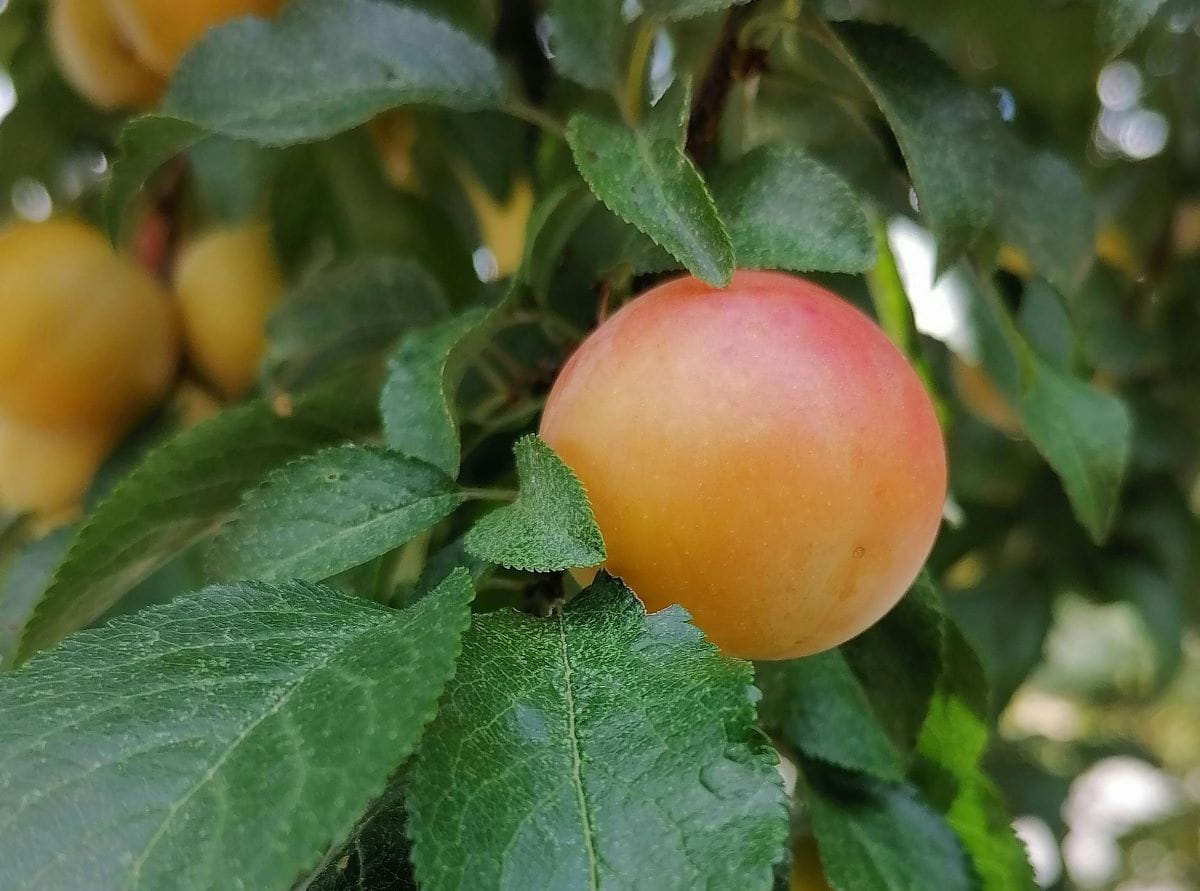 Aprikose Mombacher Frühaprikose • Prunus armeniaca Mombacher Frühaprikose