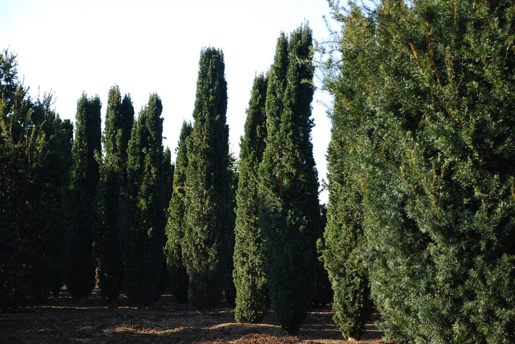 Nadelbäume u. Koniferen - Schmale Säuleneibe 'Fastigiata Robusta' • Taxus baccata 'Fastigiata Robusta'