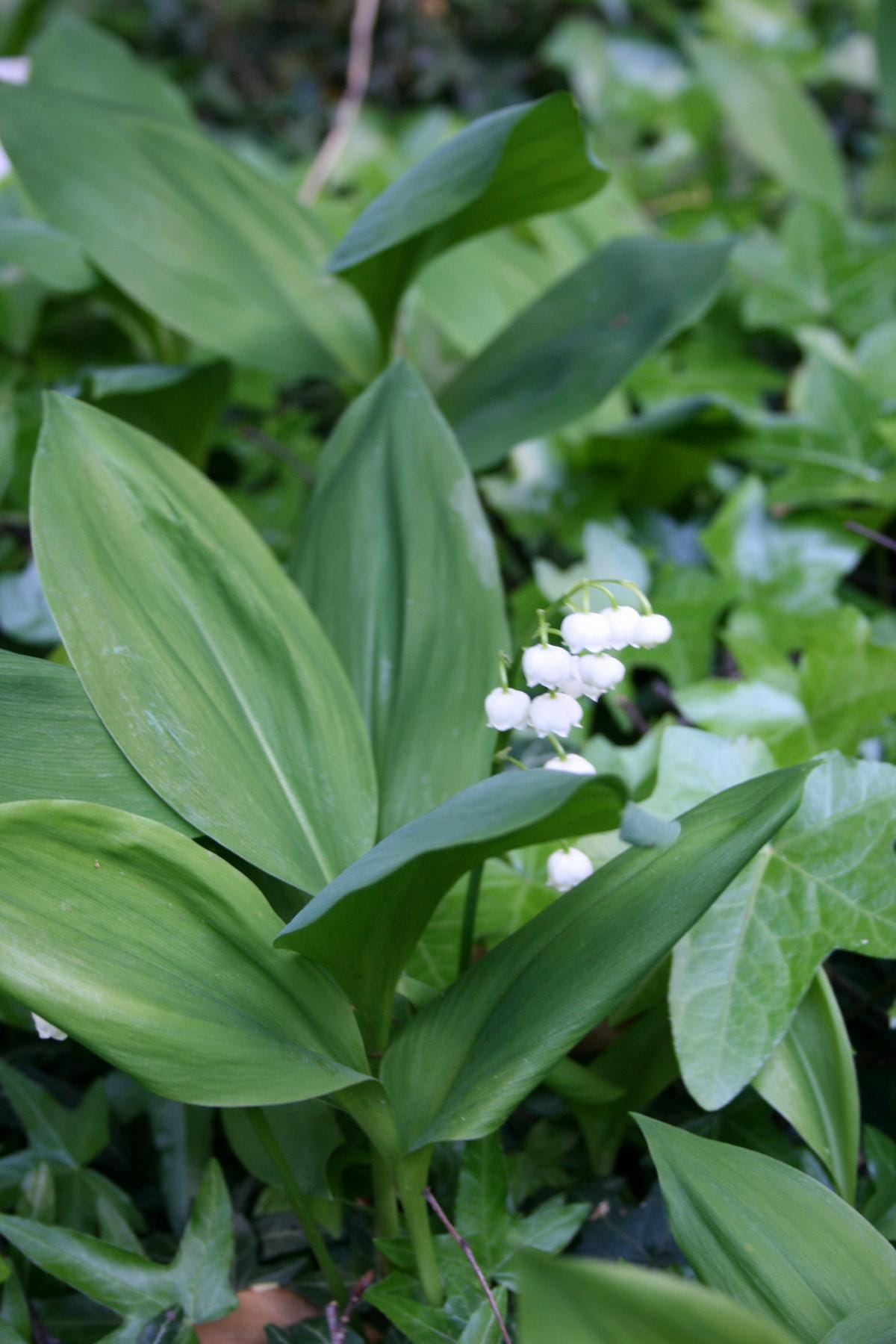 Maiglöckchen • Convallaria majalis Ansicht 6