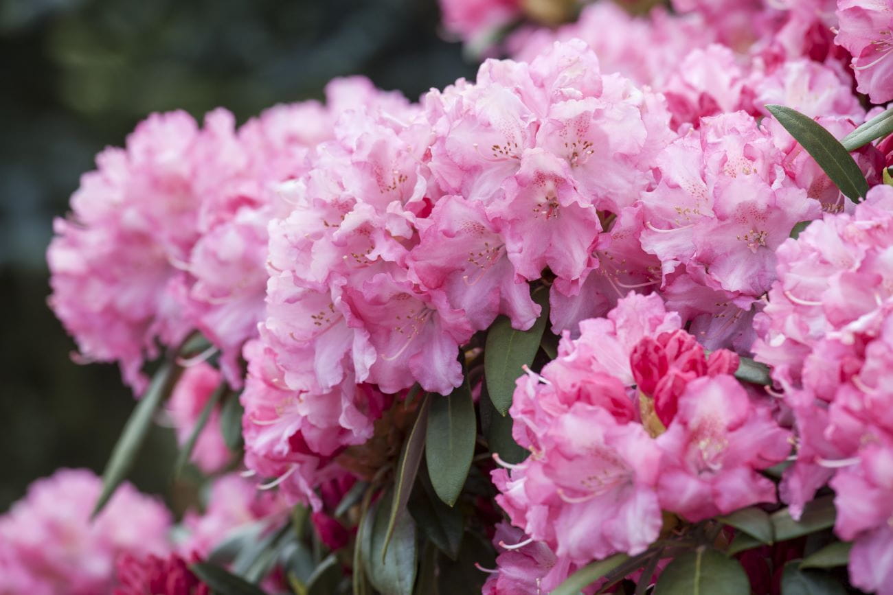 Rhododendron 'Herbstzauber' • Rhododendron yakushimanum 'Herbstzauber'