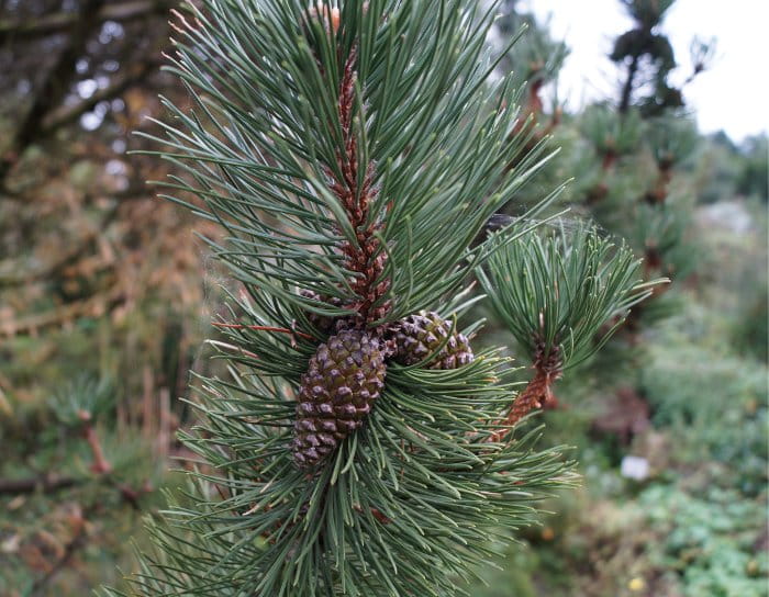 Haken-Kiefer • Pinus uncinata Ansicht 2