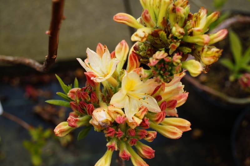 Sommergrüne Azalee 'Daviesii' • Rhododendron luteum 'Daviesii' Ansicht 2