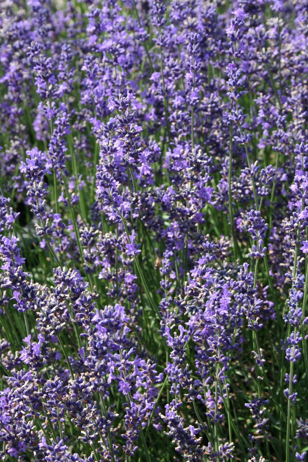 Lavendel 'Siesta' • Lavandula angustifolia 'Siesta' Ansicht 3