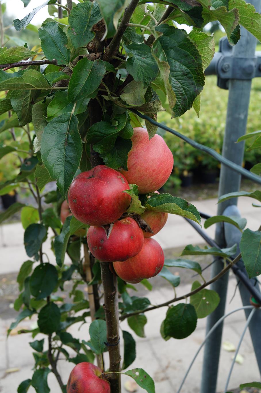 Apfel 'Roter Berlepsch' • Malus 'Roter Berlepsch' Ansicht 2
