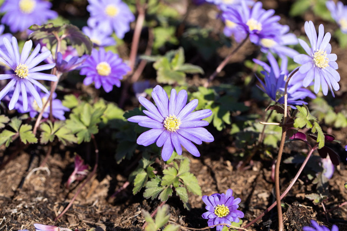 Blumenzwiebel - Anemone blanda 'Blue Shades' 20er Packung