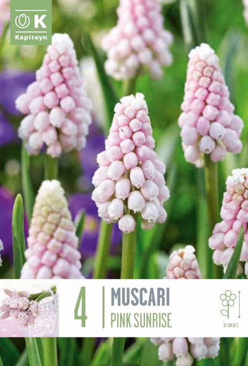 Blumenzwiebel - Muscari 'Pink Sunrise' 4er Packung