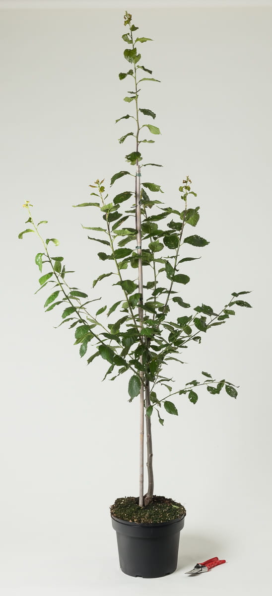 Pflaume 'Hanita' • Prunus domestica 'Hanita' Containerware 120-160 cm hoch, Ansicht 1