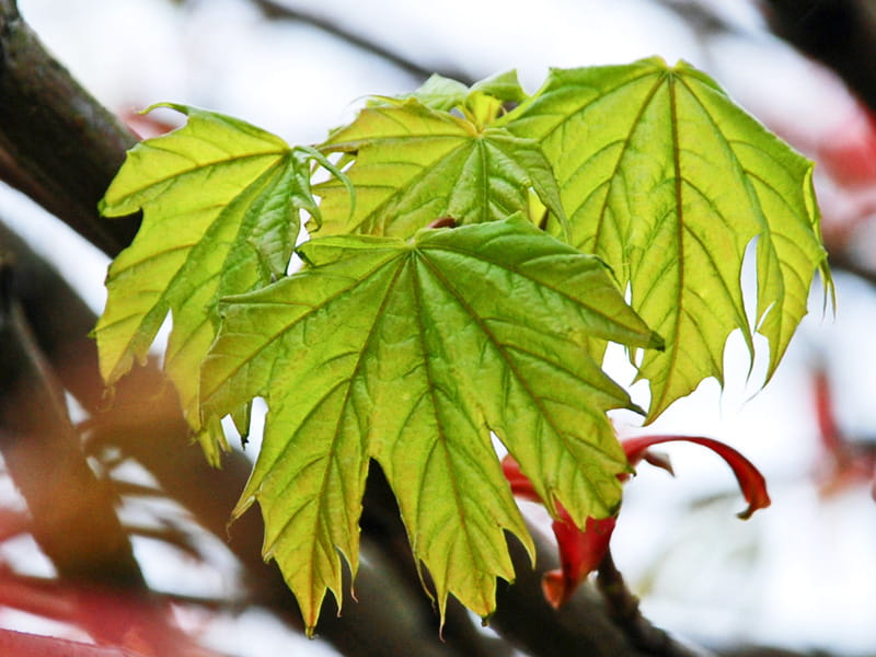 Kugelahorn 'Globosum' • Acer platanoides 'Globosum' Containerware Kugelbaum Stammumfang 10-12 cm Ansicht 3