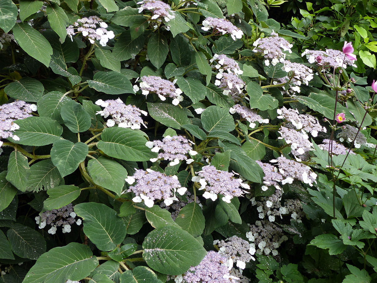 Samthortensie 'Macrophylla' • Hydrangea aspera 'Macrophylla' Containerware 60-80 cm hoch, Solitärpflanze Ansicht 4