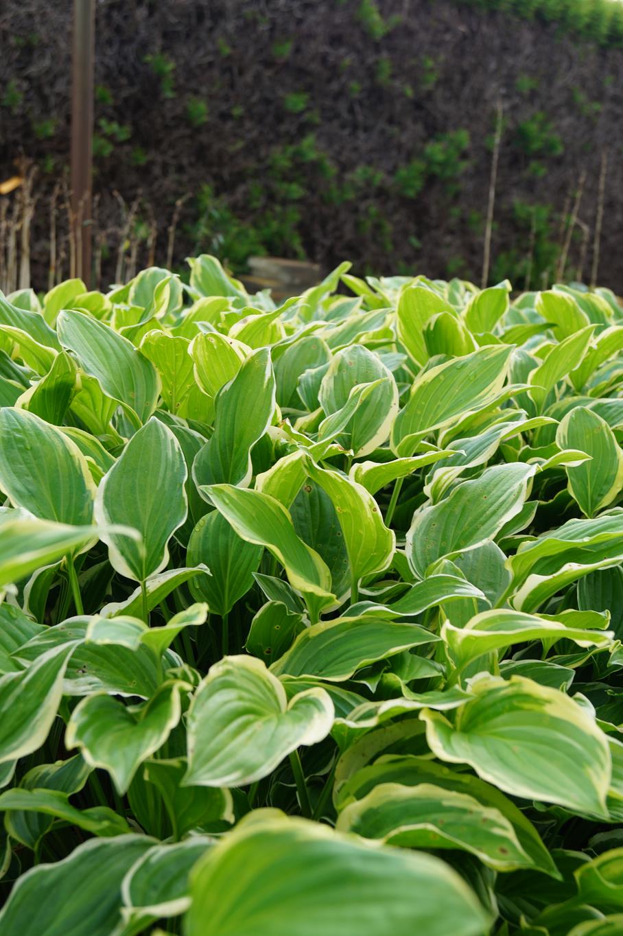 Garten-Lilien-Funkie So Sweet • Hosta plantaginea So Sweet Ansicht 8
