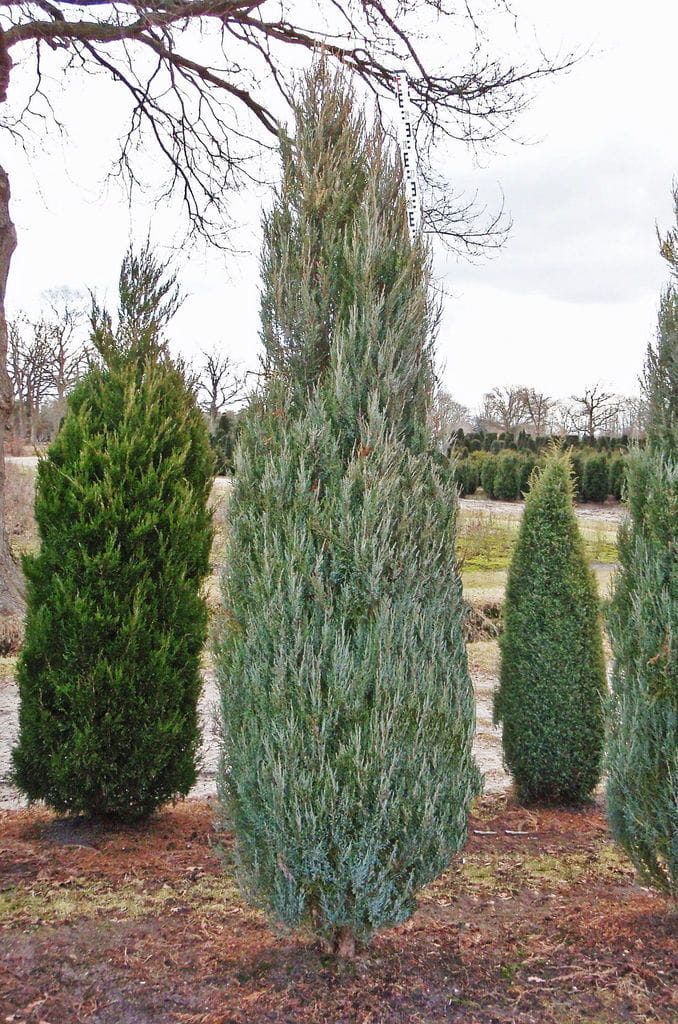 Raketenwachholder 'Skyrocket' • Juniperus scopulorum 'Skyrocket'