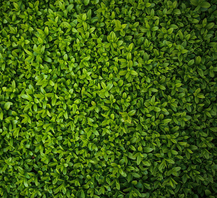 Schwarzgrüner Liguster • Ligustrum vulgare 'Atrovirens'