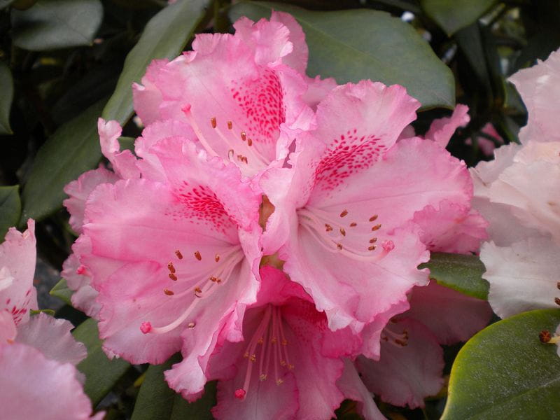 Rhododendron 'Heinjes Zauberflöte' • Rhododendron yakushimanum 'Heinjes Zauberflöte' 30-40 cm hoch, Containerware Ansicht 1