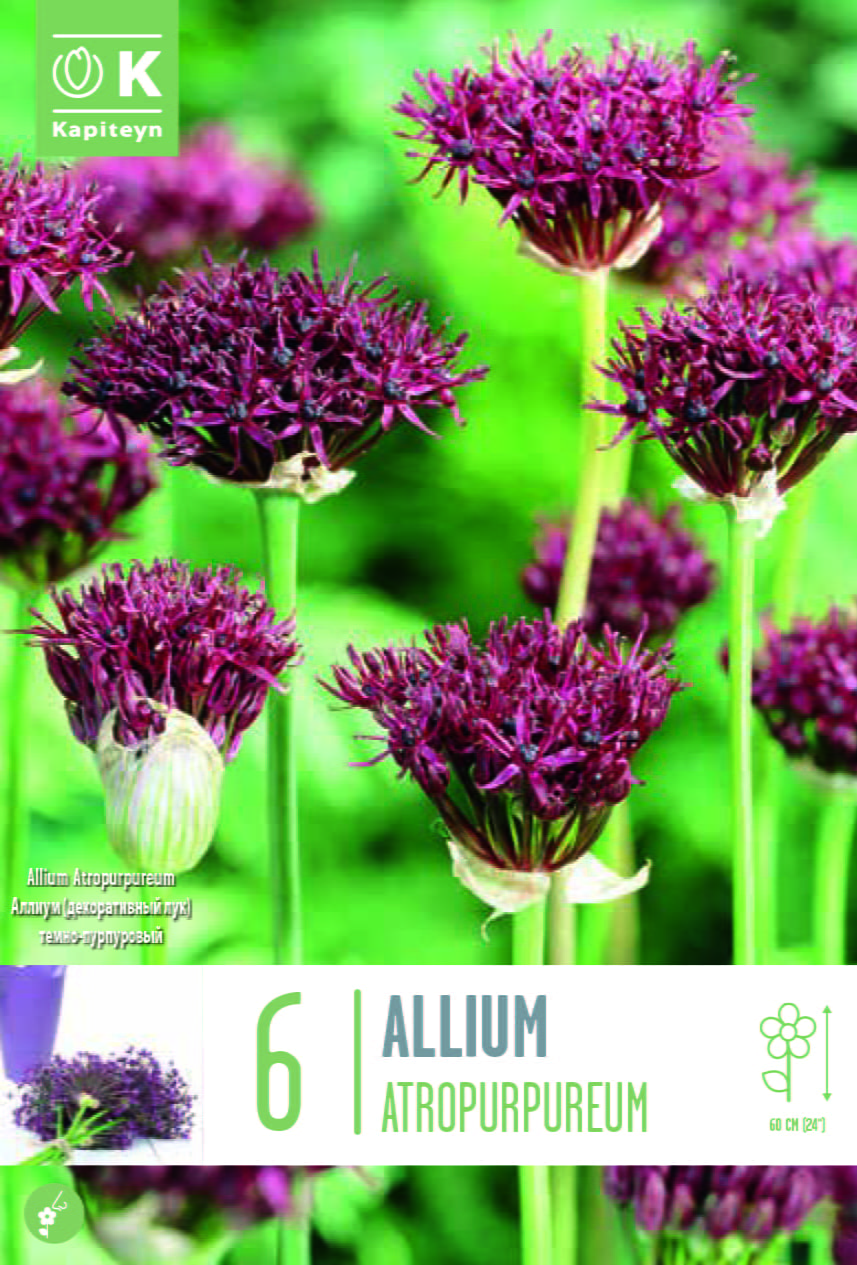 Blumenzwiebel - Allium atropurpureum 6er Packung