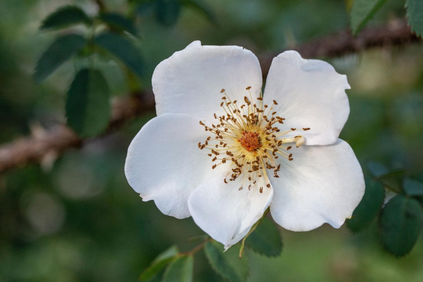 Mandarinrose 'Nevada' • Rosa moyesii 'Nevada' Ansicht 2