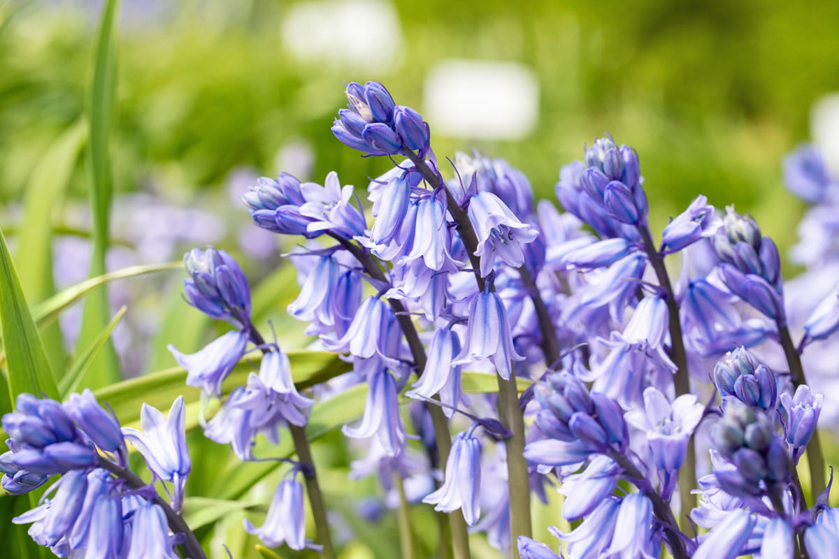 Blumenzwiebel - Hyacinthoides non-scripta / Scilla nutans 10er Packung