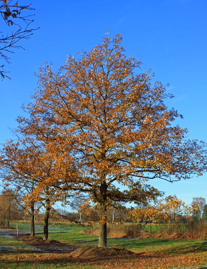 Zerr-Eiche • Quercus cerris Ansicht 3