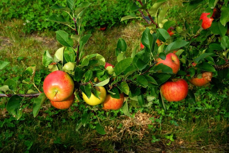 Apfel 'Topaz' • Malus 'Topaz'