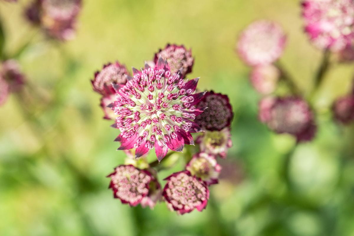 Sterndolde 'Star of Beauty'® • Astrantia major 'Star of Beauty'® Ansicht 5