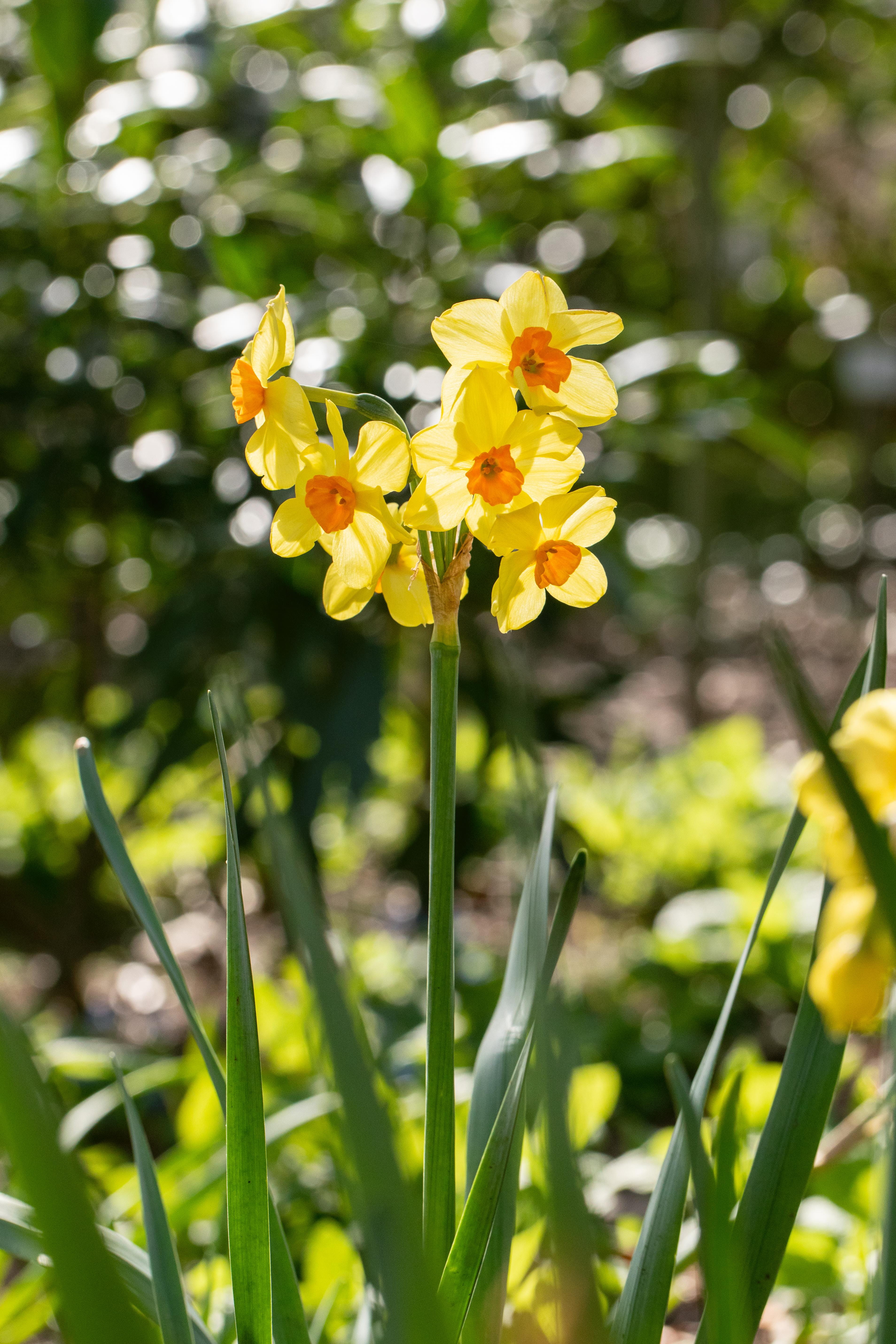 Blumenzwiebel - Narcissus tazetta 'Mariette' 10er Packung