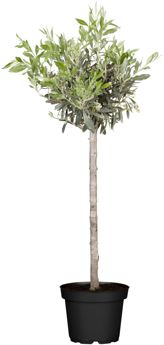 Olivenbaum Olive • Olea Europaea Containerware Stämmchen, 40-50 cm hoch, Stammhöhe: 40 cm, Ansicht 1