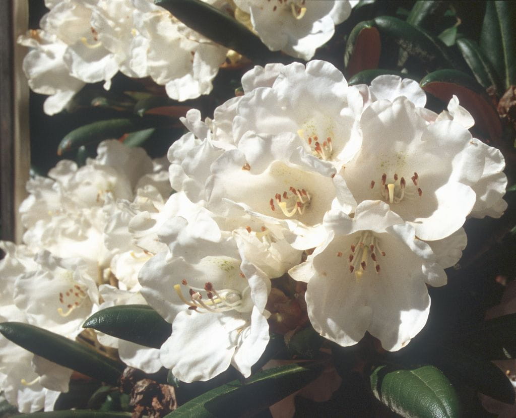Rhododendron 'Koichiro Wada' • Rhododendron yakushimanum 'Koichiro Wada' Ansicht 1