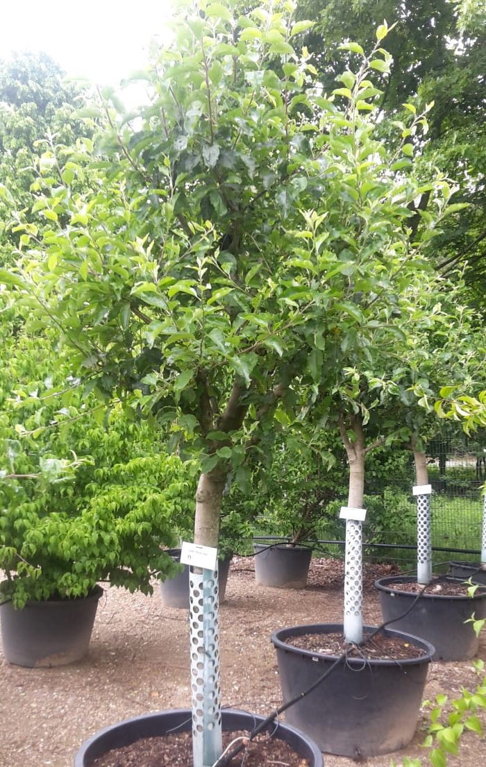Apfel 'Royal Gala' • Malus 'Royal Gala' Ansicht 10