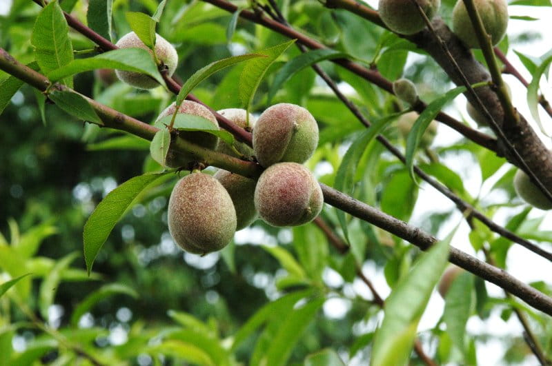Pfirsich 'Benedicte' • Prunus persica 'Benedicte'
