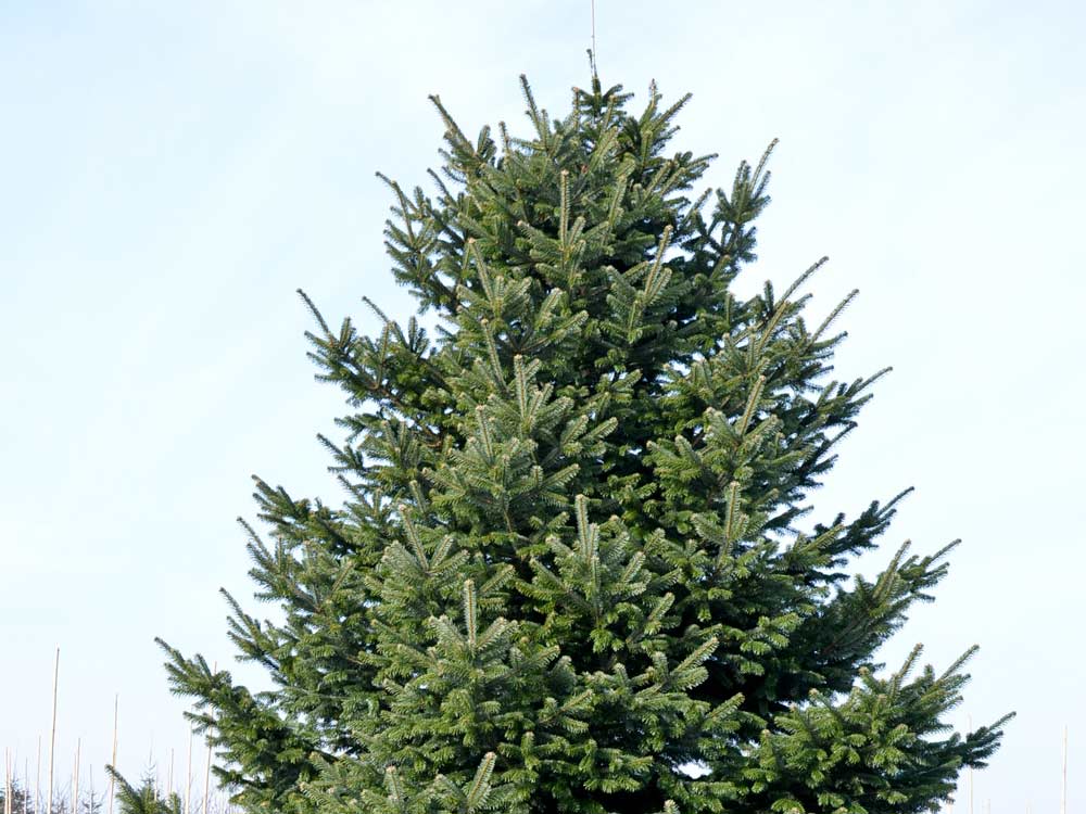 Nordmanntanne • Abies nordmanniana Containerware 40-60 cm hoch, Ansicht 2