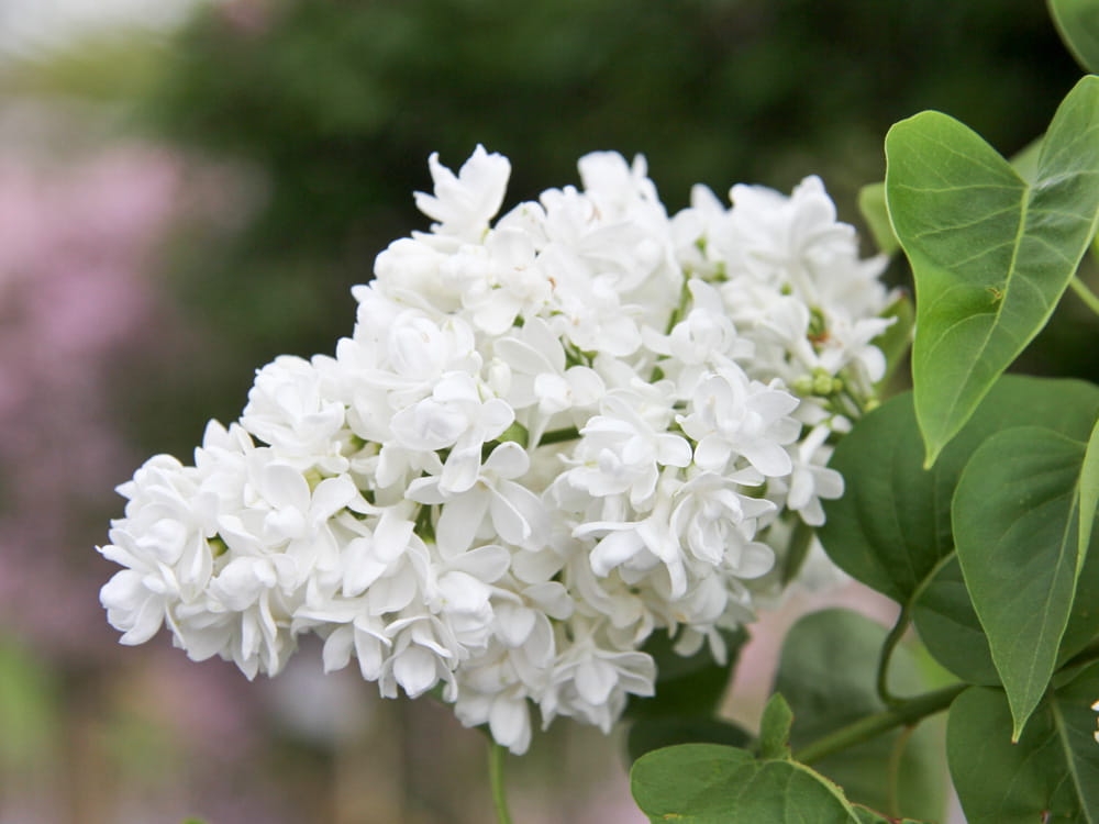Kategorie <b>Blütensträucher und Ziergehölze </b> - Edelflieder 'Madame Lemoine' • Syringa vulg. 'Mme Lemoine'