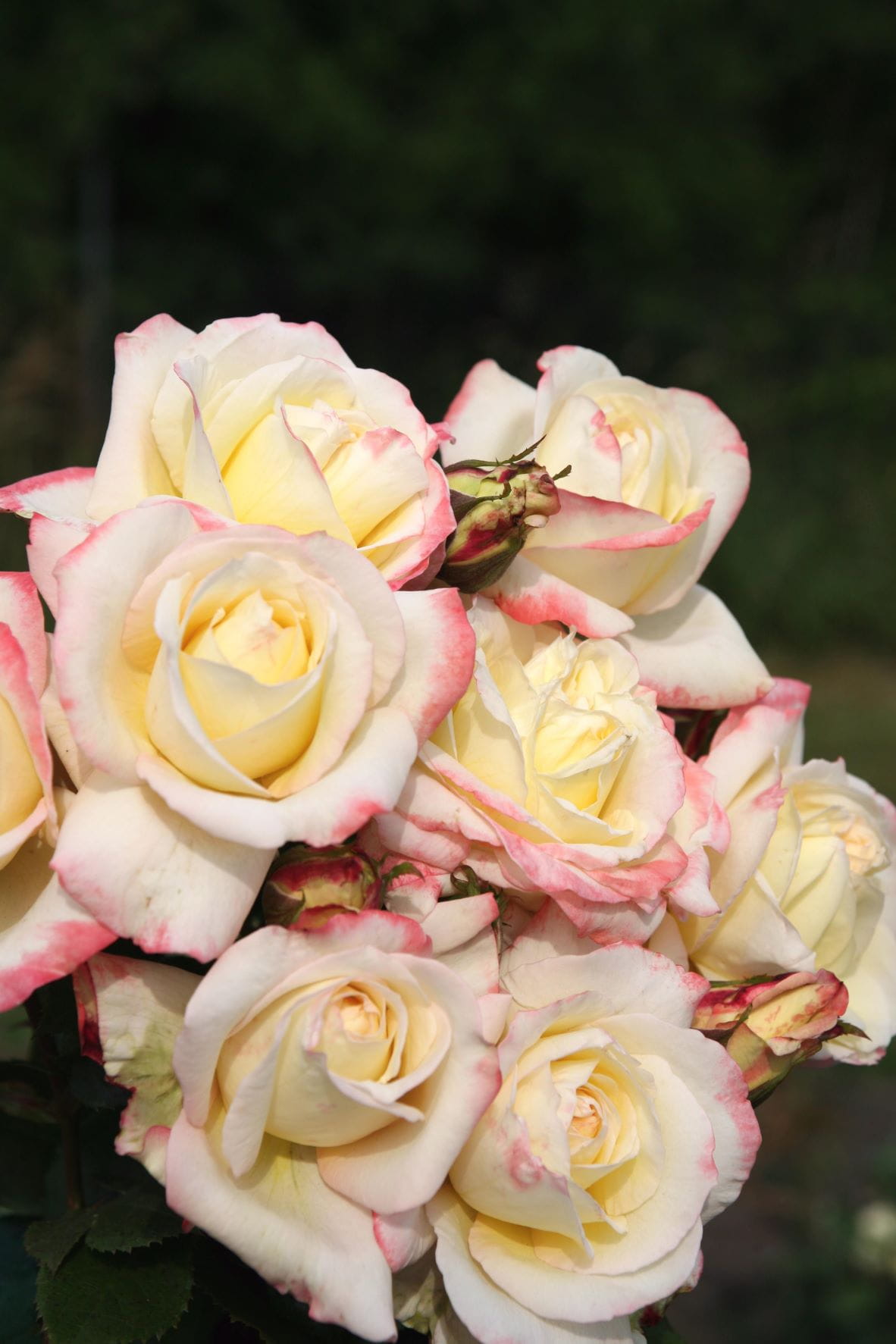 Edelrose 'Athena'® • Rosa 'Athena'®