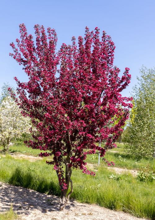 Zierapfel 'Dark Rosaleen' • Malus-Hybride 'Dark Rosaleen'