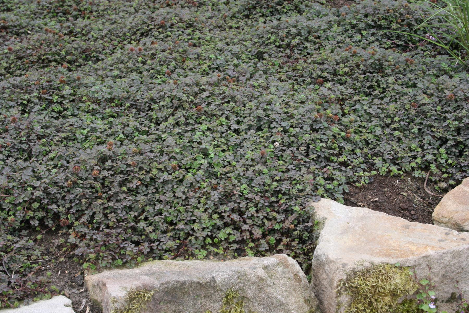 Stachelnüsschen 'Kupferteppich' • Acaena microphylla 'Kupferteppich' Ansicht 1