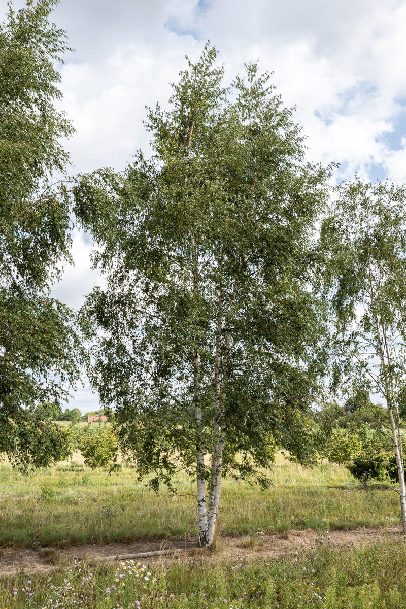 Schlitzblättrige Birke 'Dalecarlica' • Betula pendula 'Dalecarlica' Ansicht 2