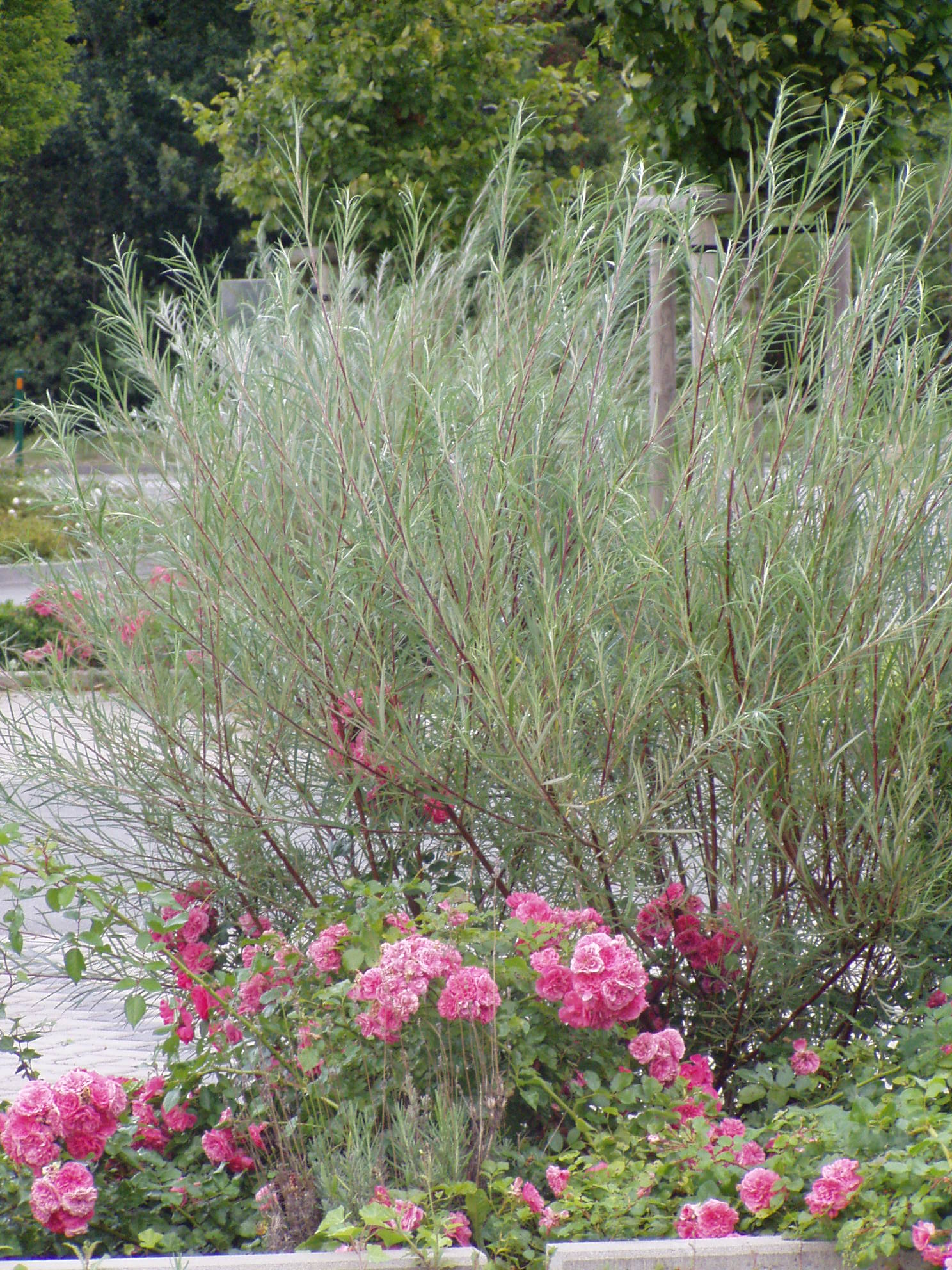 Rosmarinweide • Salix rosmarinifolia Ansicht 4
