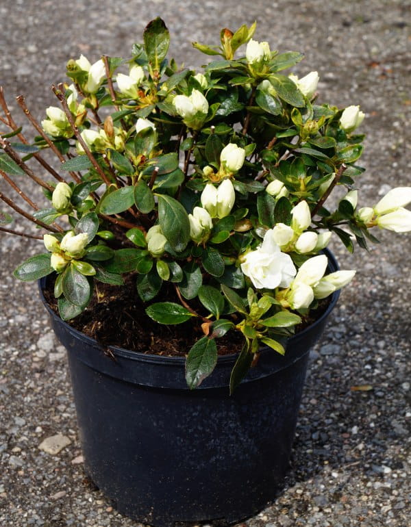 Japanische Azalee 'Eisprinzessin'® • Rhododendron obtusum 'Eisprinzessin'® Ansicht 4