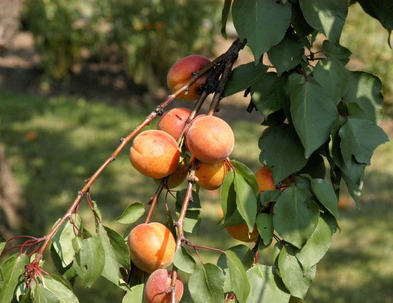 Aprikose 'Temperao de Villa Franca' • Prunus armeniaca 'Temperao de Villa Franca'