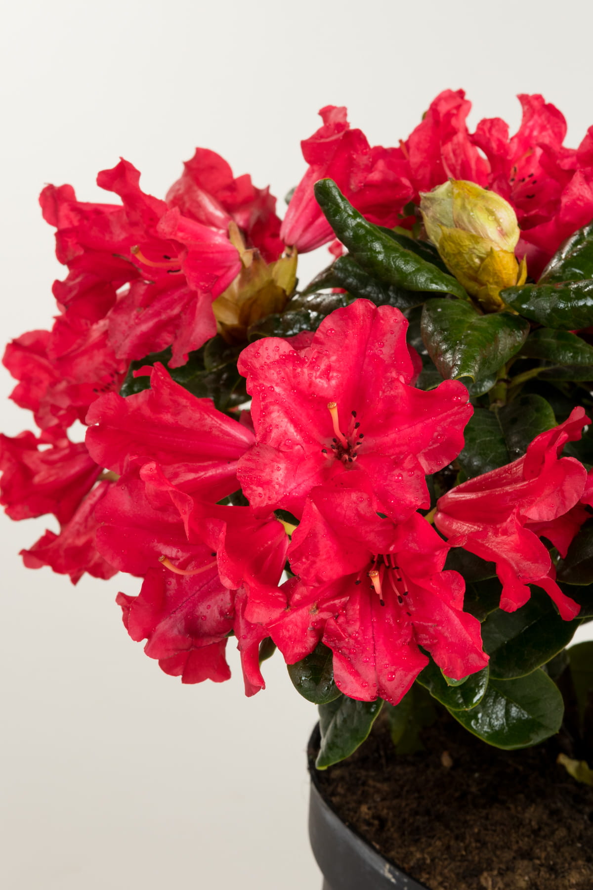 Zwergrhododendron 'Scarlet Wonder' • Rhododendron repens 'Scarlet Wonder' Ansicht 1