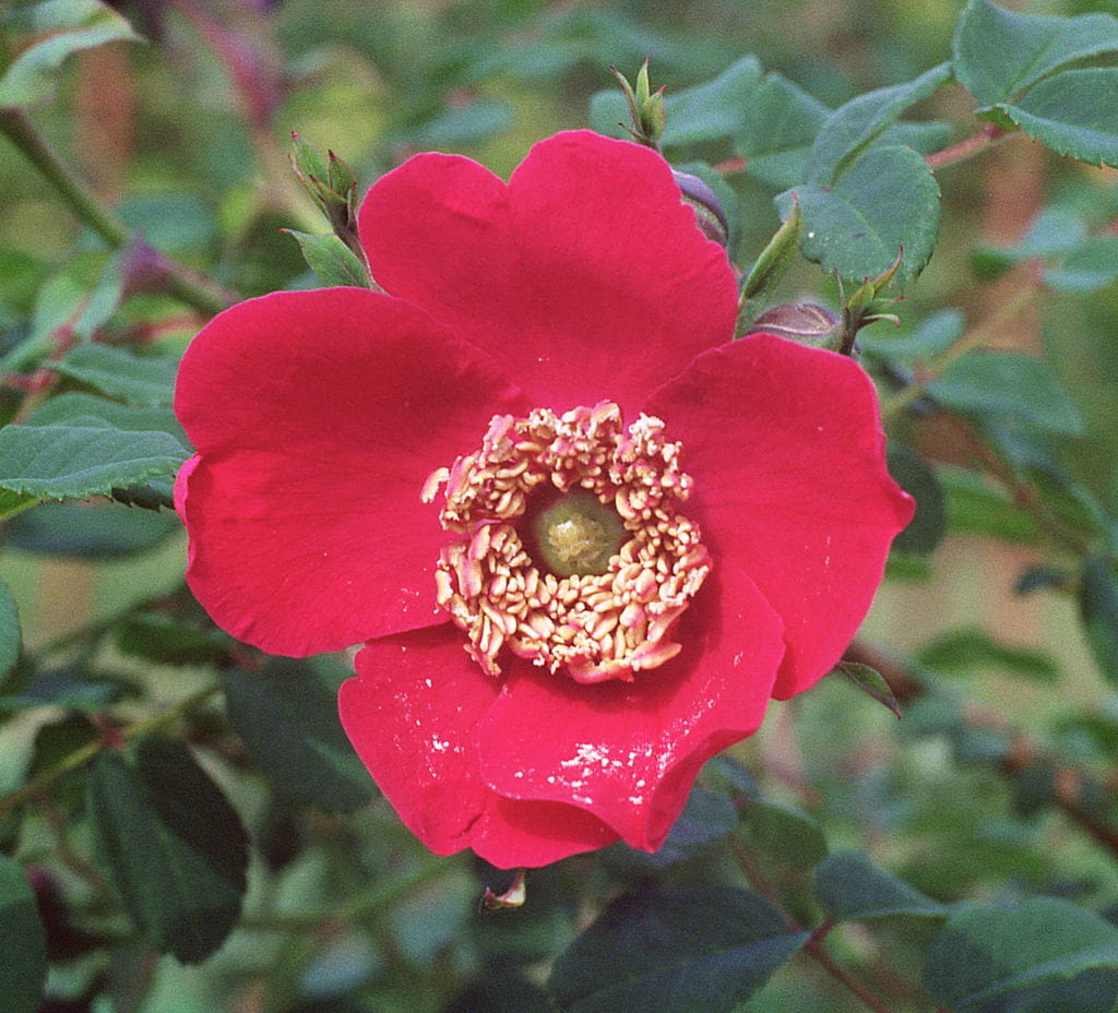 Mandarin-Rose • Rosa moyesii