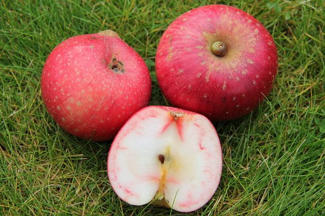 Apfel 'Rote Sternrenette' • Malus 'Rote Sternrenette' Ansicht 1