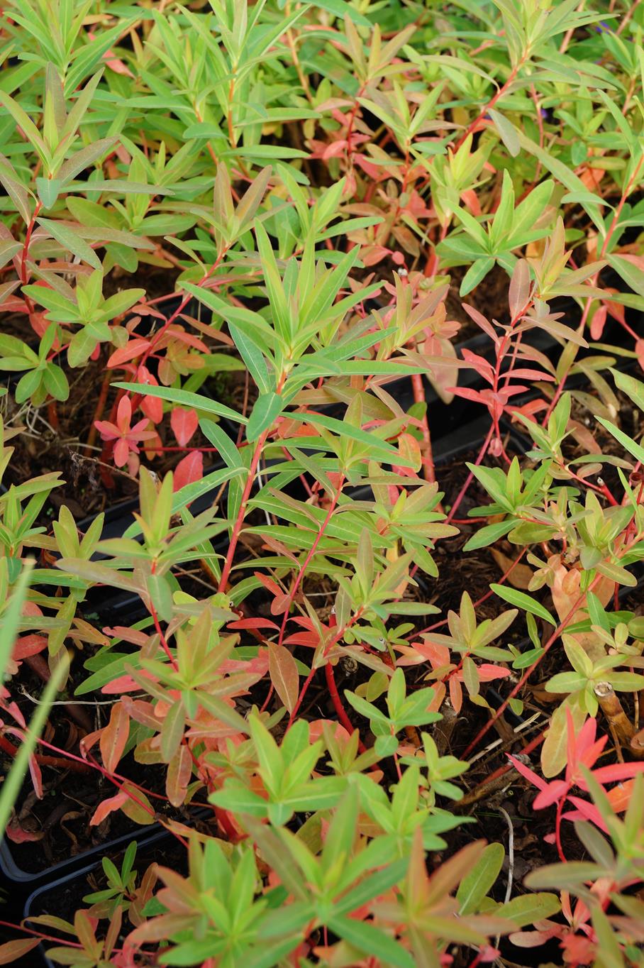 Sumpf-Wolfsmilch • Euphorbia palustris Ansicht 1