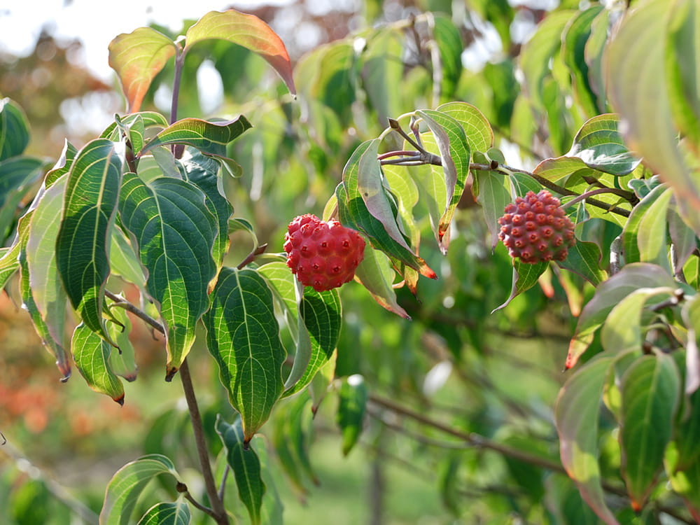 Kategorie <b>Stauden </b> - Chinesischer Blumenhartriegel • Cornus kousa var. chinensis